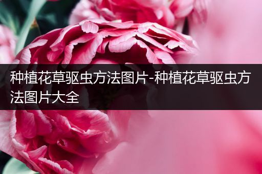 种植花草驱虫方法图片-种植花草驱虫方法图片大全