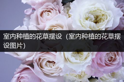 室内种植的花草摆设（室内种植的花草摆设图片）