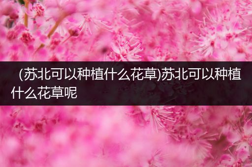 （苏北可以种植什么花草)苏北可以种植什么花草呢