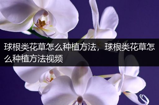 球根类花草怎么种植方法，球根类花草怎么种植方法视频