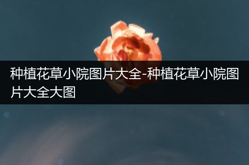 种植花草小院图片大全-种植花草小院图片大全大图