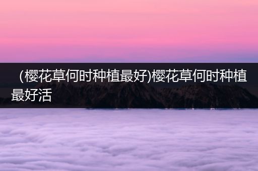 （樱花草何时种植最好)樱花草何时种植最好活