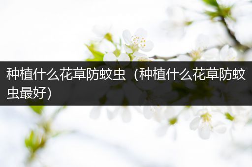 种植什么花草防蚊虫（种植什么花草防蚊虫最好）