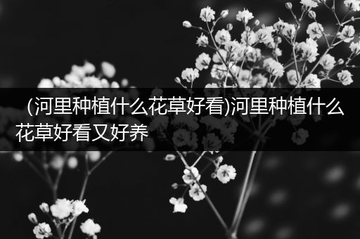 （河里种植什么花草好看)河里种植什么花草好看又好养