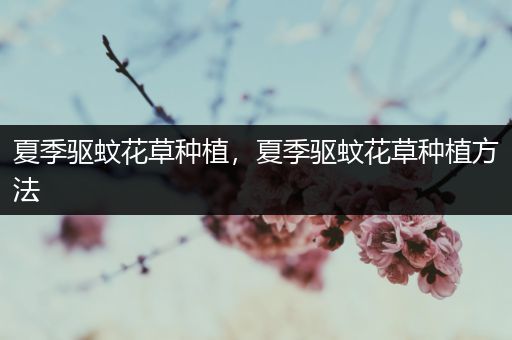 夏季驱蚊花草种植，夏季驱蚊花草种植方法