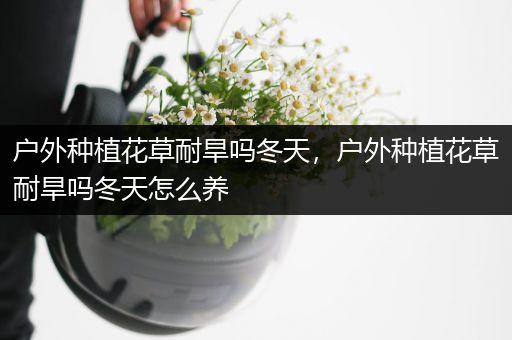 户外种植花草耐旱吗冬天，户外种植花草耐旱吗冬天怎么养