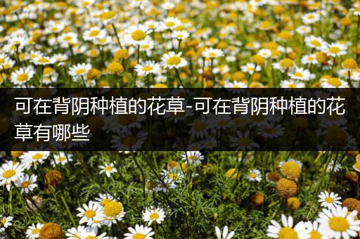 可在背阴种植的花草-可在背阴种植的花草有哪些