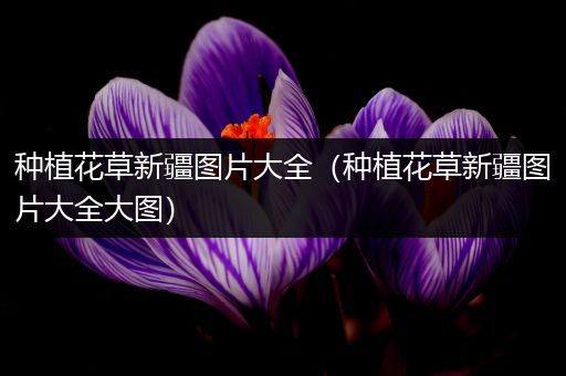 种植花草新疆图片大全（种植花草新疆图片大全大图）