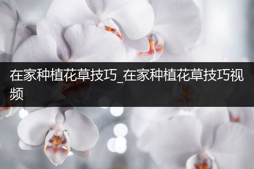 在家种植花草技巧_在家种植花草技巧视频