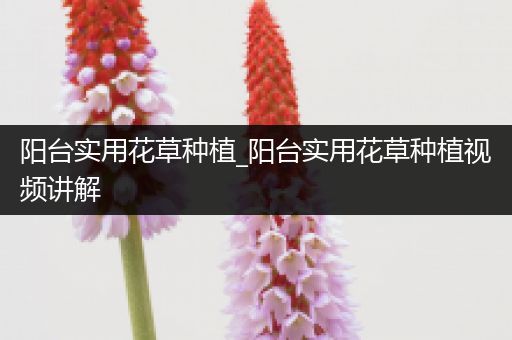 阳台实用花草种植_阳台实用花草种植视频讲解