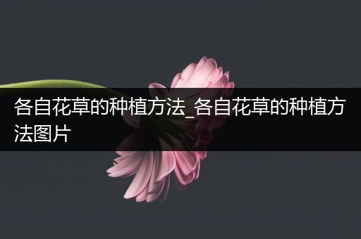各自花草的种植方法_各自花草的种植方法图片