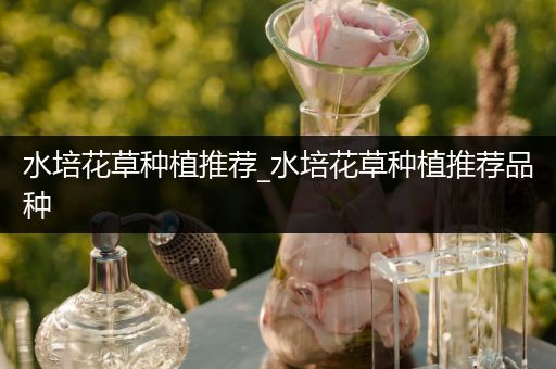 水培花草种植推荐_水培花草种植推荐品种