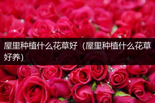 屋里种植什么花草好（屋里种植什么花草好养）