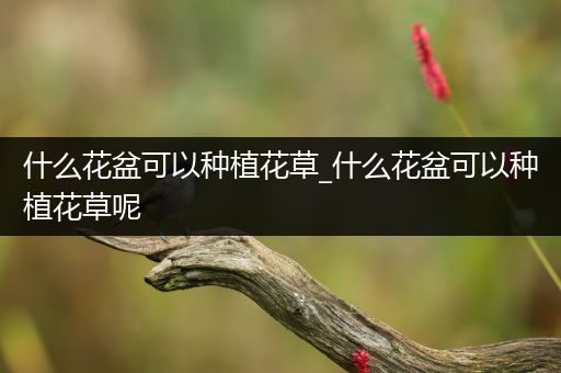 什么花盆可以种植花草_什么花盆可以种植花草呢