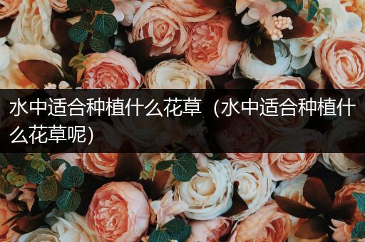 水中适合种植什么花草（水中适合种植什么花草呢）