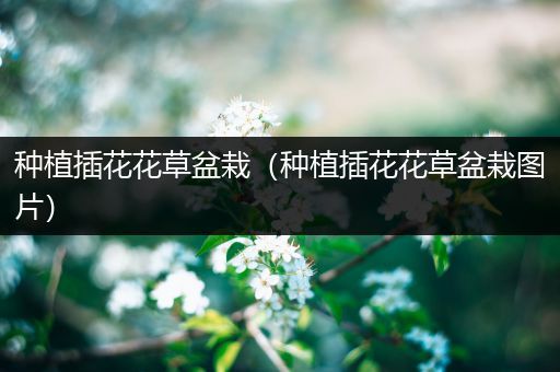 种植插花花草盆栽（种植插花花草盆栽图片）
