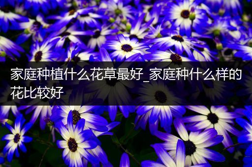 家庭种植什么花草最好_家庭种什么样的花比较好