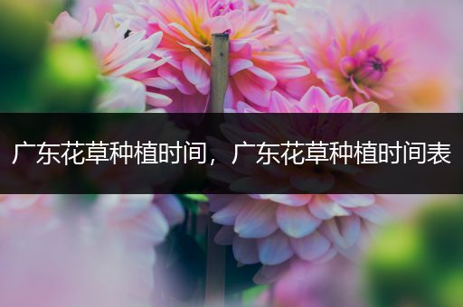 广东花草种植时间，广东花草种植时间表
