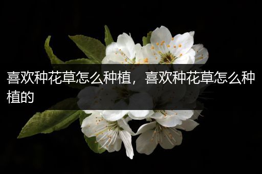 喜欢种花草怎么种植，喜欢种花草怎么种植的