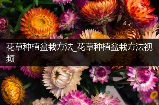 花草种植盆栽方法_花草种植盆栽方法视频