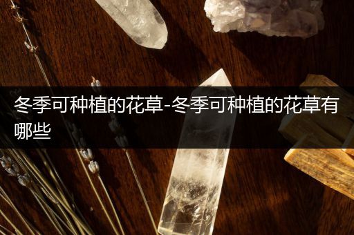 冬季可种植的花草-冬季可种植的花草有哪些