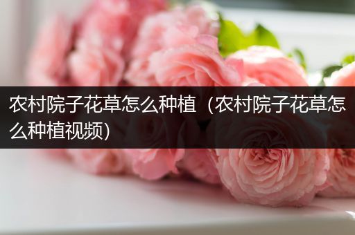 农村院子花草怎么种植（农村院子花草怎么种植视频）