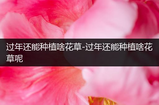 过年还能种植啥花草-过年还能种植啥花草呢