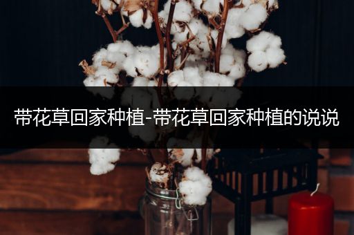 带花草回家种植-带花草回家种植的说说