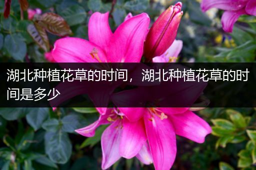 湖北种植花草的时间，湖北种植花草的时间是多少
