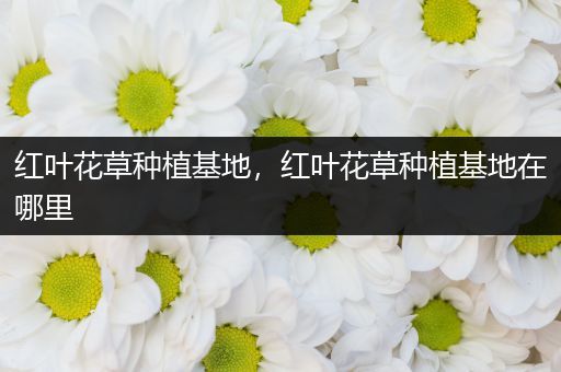红叶花草种植基地，红叶花草种植基地在哪里