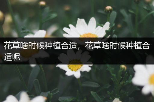 花草啥时候种植合适，花草啥时候种植合适呢