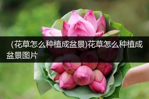 （花草怎么种植成盆景)花草怎么种植成盆景图片