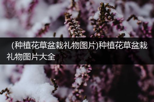 （种植花草盆栽礼物图片)种植花草盆栽礼物图片大全
