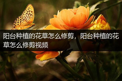 阳台种植的花草怎么修剪，阳台种植的花草怎么修剪视频