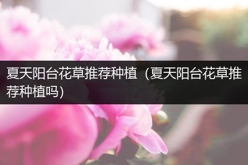 夏天阳台花草推荐种植（夏天阳台花草推荐种植吗）