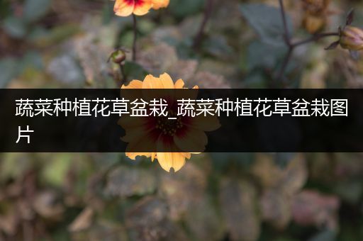 蔬菜种植花草盆栽_蔬菜种植花草盆栽图片