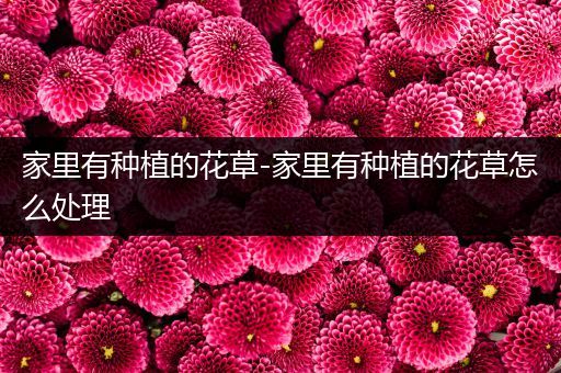 家里有种植的花草-家里有种植的花草怎么处理