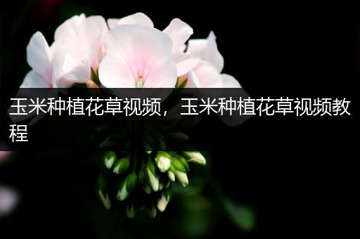 玉米种植花草视频，玉米种植花草视频教程