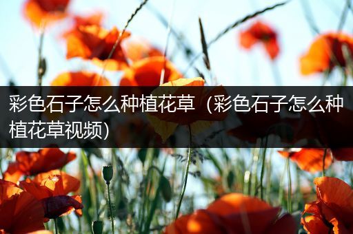 彩色石子怎么种植花草（彩色石子怎么种植花草视频）