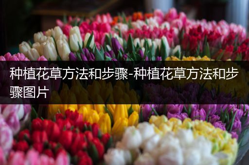 种植花草方法和步骤-种植花草方法和步骤图片