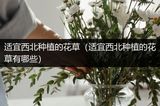 适宜西北种植的花草（适宜西北种植的花草有哪些）