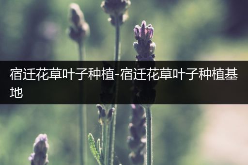 宿迁花草叶子种植-宿迁花草叶子种植基地
