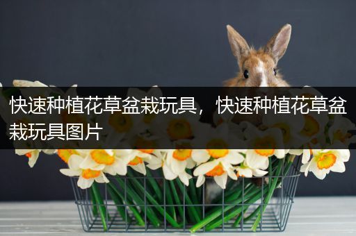 快速种植花草盆栽玩具，快速种植花草盆栽玩具图片