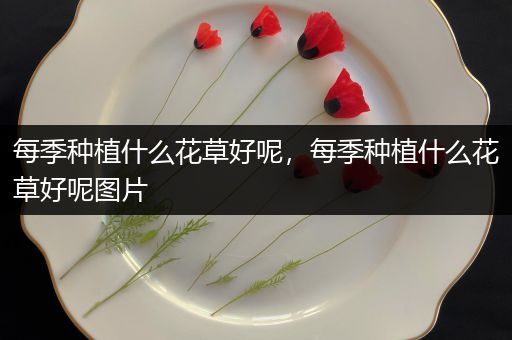 每季种植什么花草好呢，每季种植什么花草好呢图片