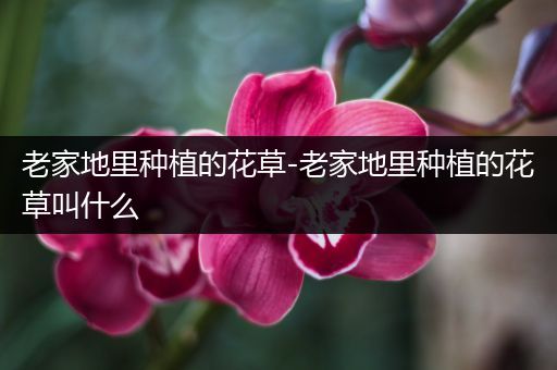 老家地里种植的花草-老家地里种植的花草叫什么