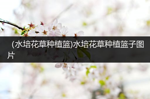 （水培花草种植篮)水培花草种植篮子图片