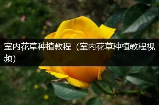 室内花草种植教程（室内花草种植教程视频）