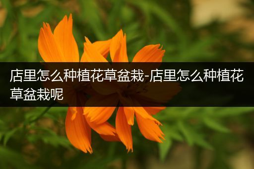 店里怎么种植花草盆栽-店里怎么种植花草盆栽呢