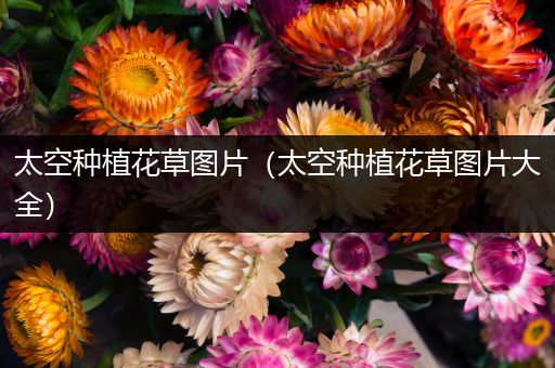 太空种植花草图片（太空种植花草图片大全）