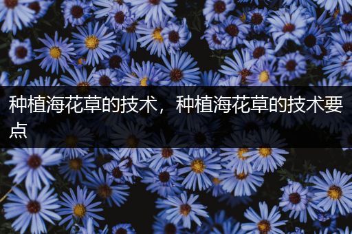 种植海花草的技术，种植海花草的技术要点